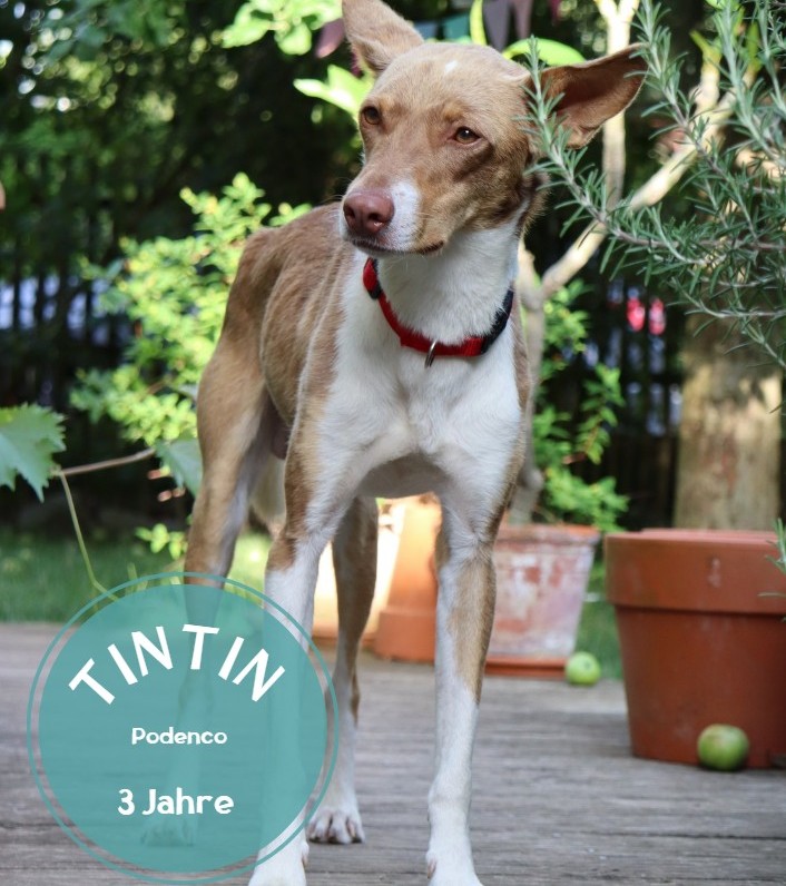 Tintin-Gallery Pflegehunde in DE