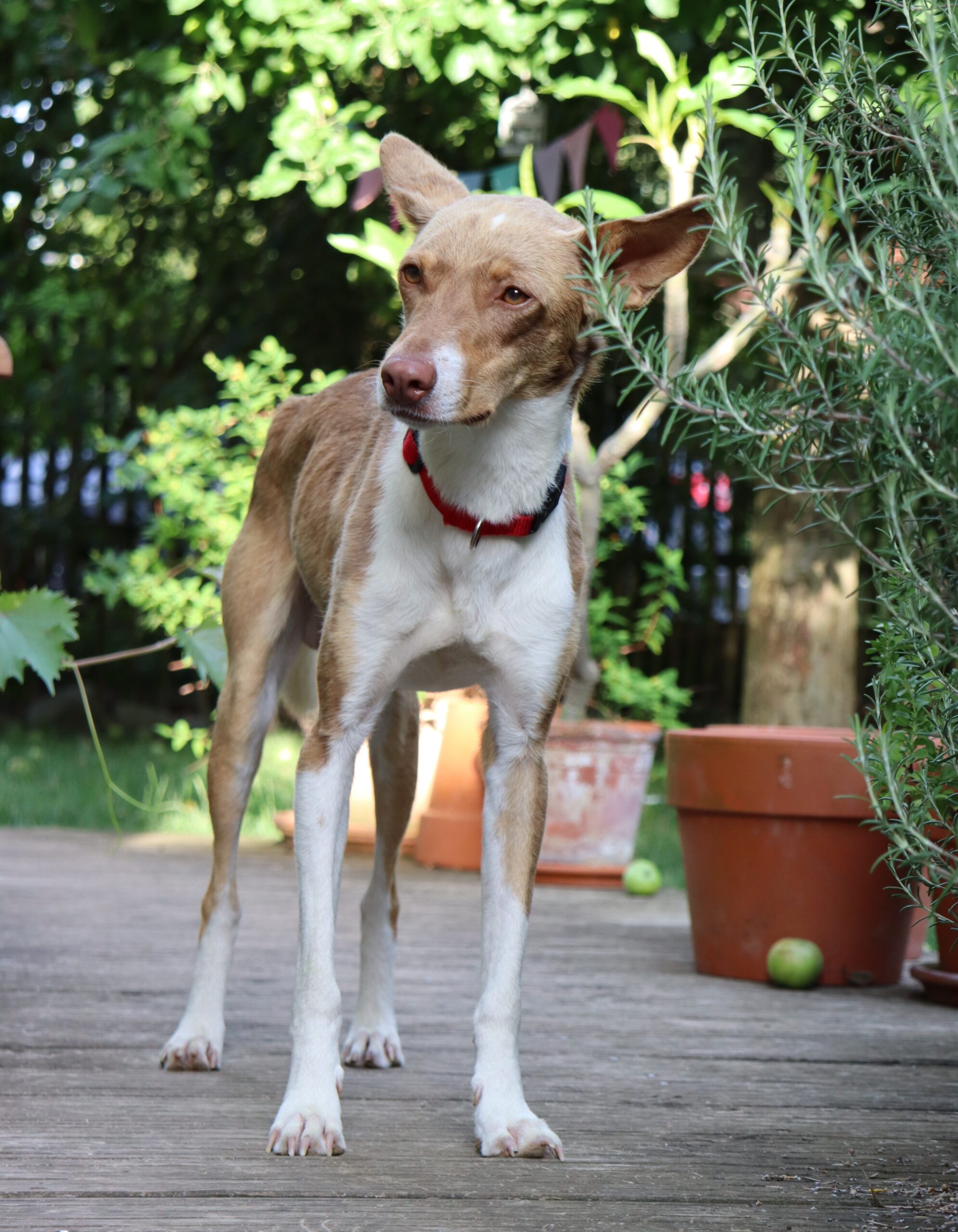 tintin (1)
